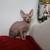 Sphynx Kittens 8 thumbnail