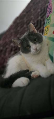 Cute friendly young cat (Cleveland/Lakewood)63907990031874121