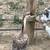 Chinese, embden, pomeranian, and pilgrim geese 2 thumbnail