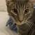 2 Free Cats – Loving Home Needed (El Paso) 5 thumbnail