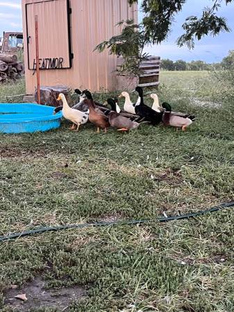 12 ducks hens and drakes 1