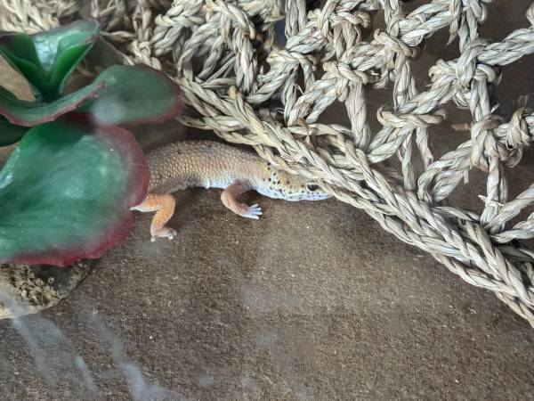 2 Geckos (Auburn)63885717842947122