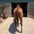 13 year old gelding 3 thumbnail