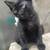 Black beutiful kittie 1 thumbnail