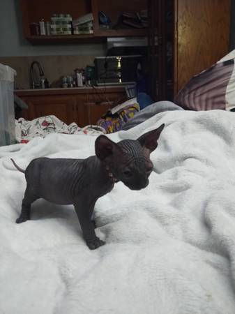 Sphynx Kitten-Rehoming fee reduced (Tropicana and Sun Valley)63860183967105120