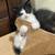 Free Tuxedo Kitten 6 thumbnail