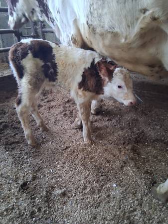 Beef cross calf 1