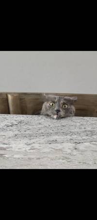 Young adorable cat needs new address (Gilbert)63905905976323120