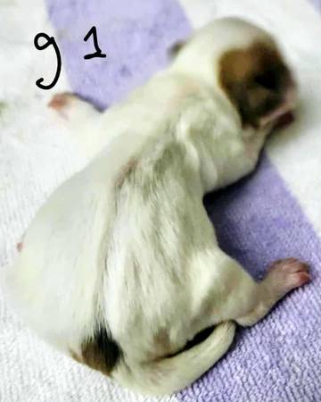 Puppy needs home63993568463491120