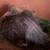 Fantail Pigeons 4 thumbnail