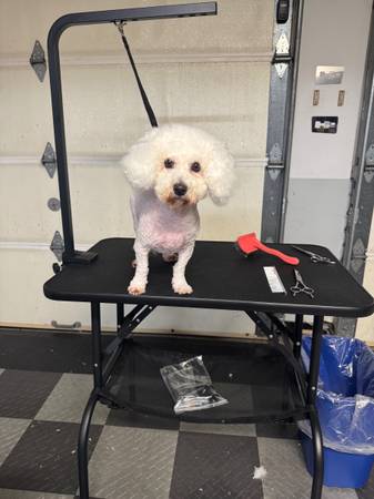 Peluquería Canina de Bajo Costo63621749980545123