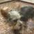 Pups 2 thumbnail