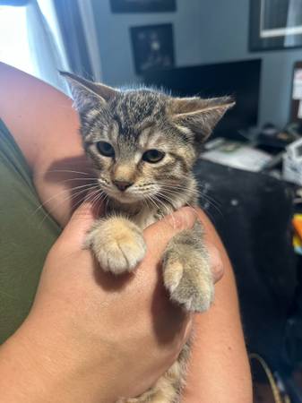 Rehoming 12 week old female kittens (Vancouver)63842373624835123