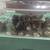 Coturnix quail chicks 1 thumbnail
