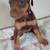 Doberman/pups/60443 4 thumbnail