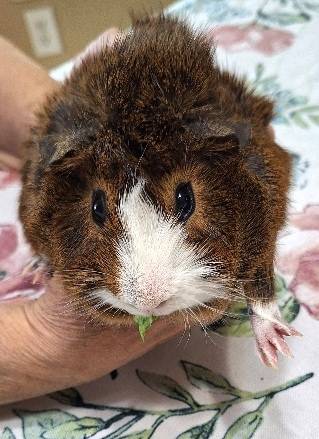 Very Sweet Male Guinea Pig 1