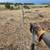 Wild land/ barbed wire fence repairs/ inst. 7 thumbnail