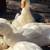 Pekin Ducks 1 thumbnail