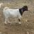 Sheep & Goats 6 thumbnail