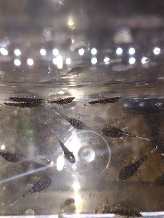 Plants, shrimp, and fish (Omaha)63670824446849121