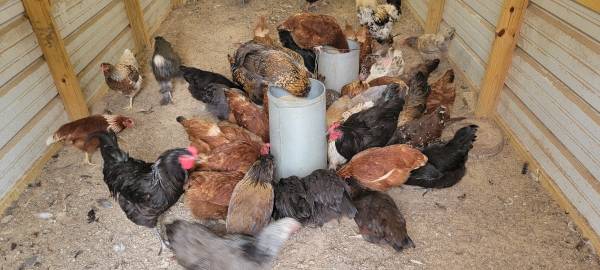Laying Hens hatched this year and laying eggs $25 each 1