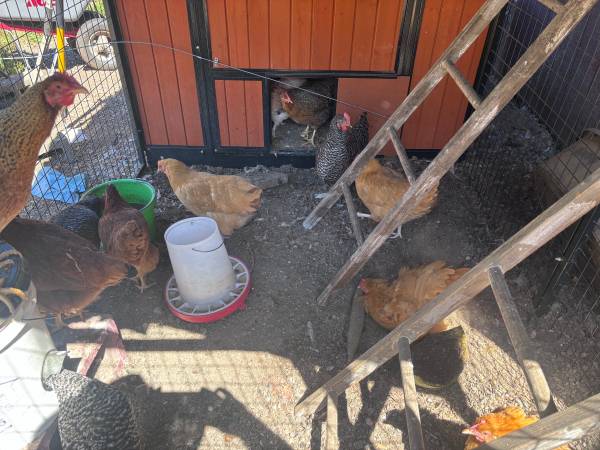 Young chickens 1