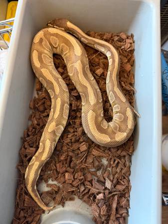 Ball python 1