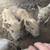 Piglets 1 thumbnail