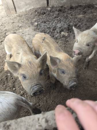 Piglets 1