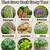 Horseradish Plant Starting Root - Health Benefits 3 thumbnail