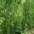 Yard long Asparagus Bean Seeds 2 thumbnail