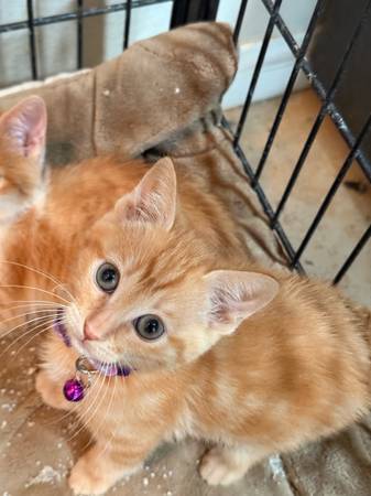 Manx mixed kittens (North Las Vegas)63907185048706121