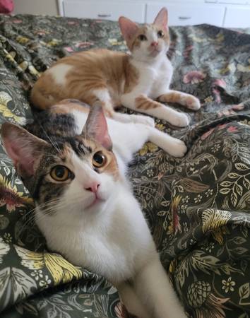 Hermosa gata joven tricolor en busca de un buen hogar - esterilizada y vacunada (oakland lake merritt / grand)63861571457923124
