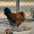 Araucana rooster chicken 1 thumbnail