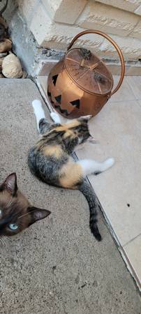 Kittens (Mission)64148953229827122