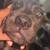 Cane Corso 4 thumbnail
