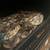 DUMERILS BOA w/ENCLOSURE 2 thumbnail