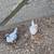 Serama Bantam Hatching Eggs 1 thumbnail