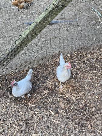Serama Bantam Hatching Eggs 1