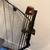 vintage Bear Archery compound bow 5 thumbnail