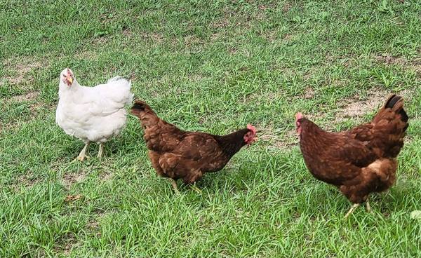 Chickens RIR Laying hens (Jermyn)63852007296131124