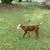 Calf 1 thumbnail