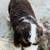 Mini aussie 9 thumbnail