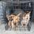 Miniature Yorkie Dogs 4 thumbnail