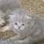 One Kitten Left Available! 60% off!! British Shorthair! 6 thumbnail