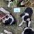 Border Collie Mini Aussie 9 thumbnail
