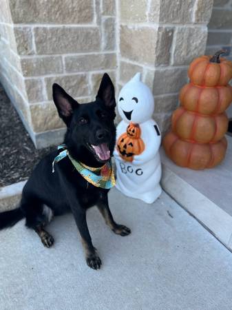 Rehoming Female German Shepherd – 18 Months Old (Needville)63859313631619120