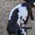 ADGA Registered Nigerian Dwarf Kids 2 thumbnail