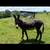 Jack donkey (intact) 1 thumbnail