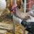 Chukars, bobwhite, ringneck and button quail for sale. 4 thumbnail